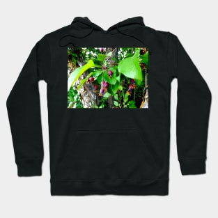 Crab Apple Buds Hoodie